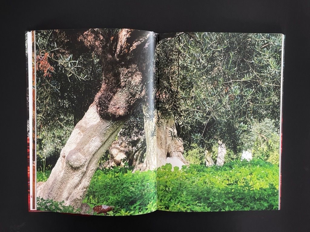 Inhalt - Im Schatten des Olivenbaums - Daniela und Wolfgang Wehrmeier