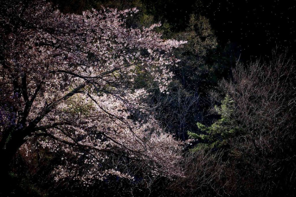 Ogawa - Buchkunst Berlin